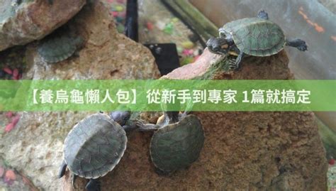 烏龜 魚|【養烏龜懶人包】：從新手到專家，1篇就搞定